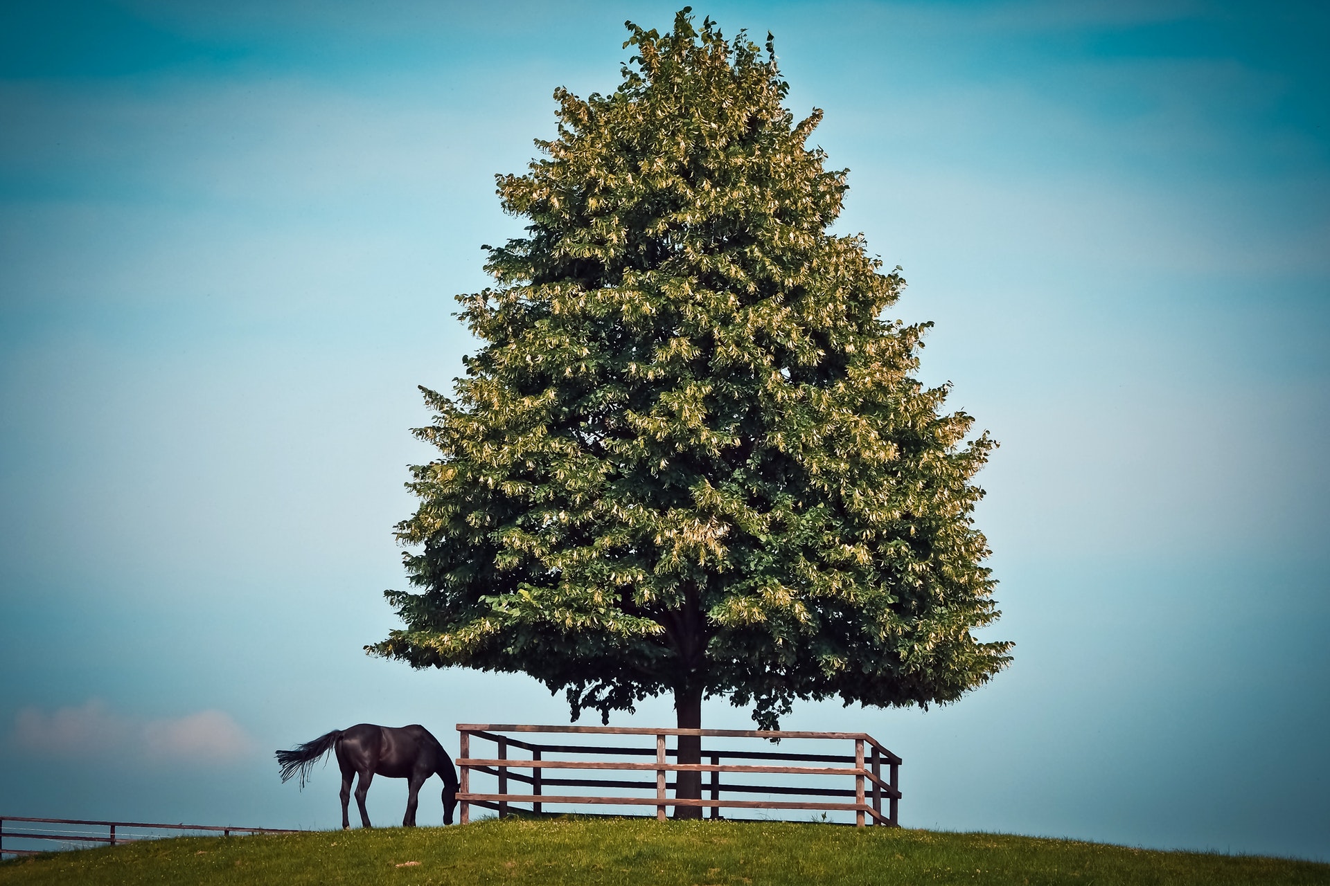 Schwarzes Pferd neben blühendem Baum
